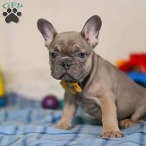 Murphy, Frenchton Puppy